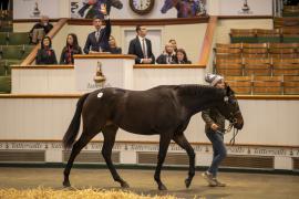 Lot  898 TBK2 5018Tattersalls