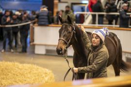 Lot  898 TBK2 5044Tattersalls