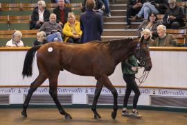 Lot  8 TBK1 0094Tattersalls