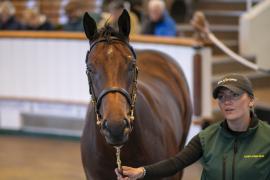 Lot  8 TBK1 0105Tattersalls