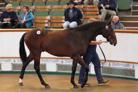 Lot  8 T B K2 413 Tattersalls