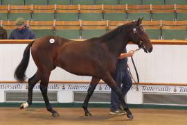 Lot  8 T B K2 46 Tattersalls