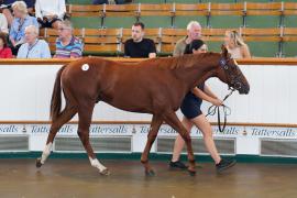 Lot  8 TSS081Tattersalls