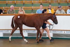 Lot  8 TSS087Tattersalls