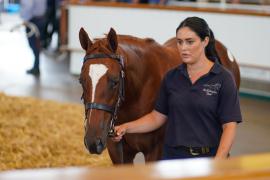 Lot  8 TSS119Tattersalls