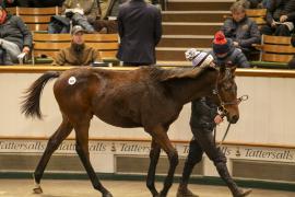 Lot  903 TDF 5090Tattersalls