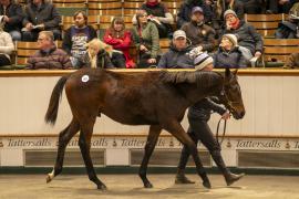 Lot  903 TDF 5155Tattersalls