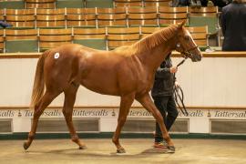 Lot  904 TBK2 5246Tattersalls