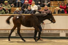 Lot  908 TDF 5223Tattersalls