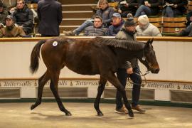 Lot  908 TDF 5241Tattersalls