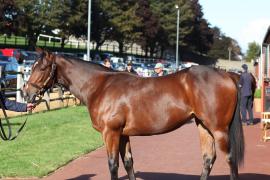 Lot  90 T B11104 Tattersalls