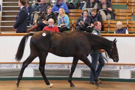 Lot  90 T B K1 3928 Tattersalls