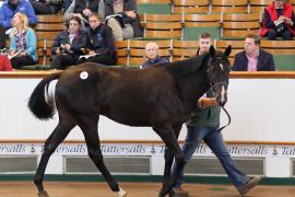 Lot  90 T B K1 3956 Tattersalls