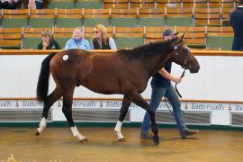 Lot  90 TSS591Tattersalls