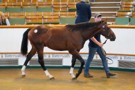 Lot  90 TSS597Tattersalls