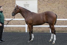 Lot  91 1574 TBK1Tattersalls