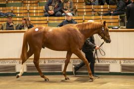 Lot  911 TBK2 5278Tattersalls