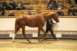 Lot  911 TBK2 5347Tattersalls