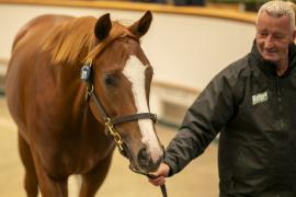 Lot  911 TBK2 5373Tattersalls