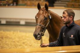 Lot  925 TBK2 5420Tattersalls