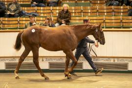 Lot  925 TBK2 5455Tattersalls