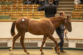 Lot  925 TBK2 5463Tattersalls