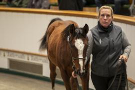 Lot  925 TDF 5914Tattersalls