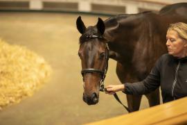 Lot  927 TBK2 5561Tattersalls