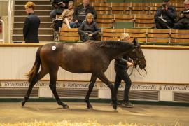 Lot  927 TBK2 5603Tattersalls