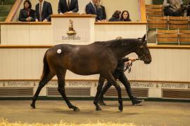 Lot  927 TBK2 5677Tattersalls