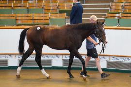 Lot  92A TSS639Tattersalls