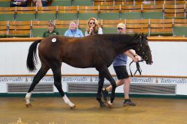 Lot  92A TSS659Tattersalls