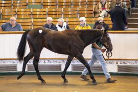 Lot  92 TBK1 2888Tattersalls