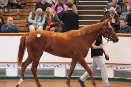 Lot  92 T B K1 4001 Tattersalls