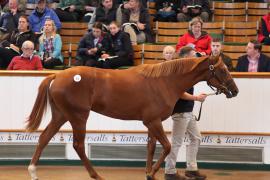 Lot  92 T B K1 4014 Tattersalls