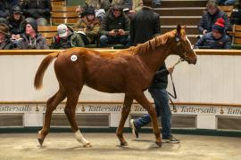 Lot  936 TDF 6921Tattersalls