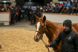 Lot  936 TDF 6994Tattersalls