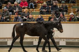 Lot  937 TDF 6831Tattersalls