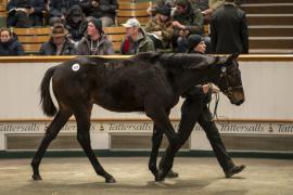 Lot  937 TDF 6838Tattersalls