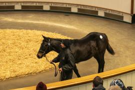 Lot  937 TDF 7099Tattersalls