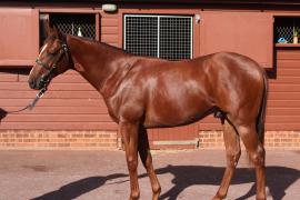 Lot  93 T B10377 Tattersalls