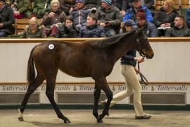 Lot  943 TDF 7507Tattersalls