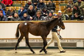 Lot  943 TDF 7557Tattersalls