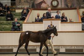 Lot  943TDF 7613Tattersalls