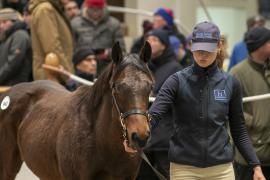 Lot  943 TDF 7635Tattersalls