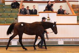 Lot  944 TBK2 5281Tattersalls