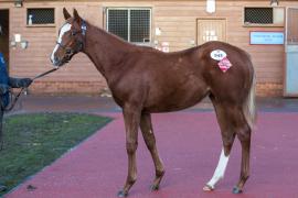 Lot  945 TDF 1970Tattersalls