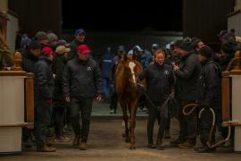 Lot  945 TDF 7126Tattersalls