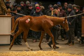 Lot  945 TDF 7199Tattersalls