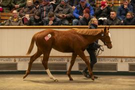 Lot  945 TDF 7230Tattersalls